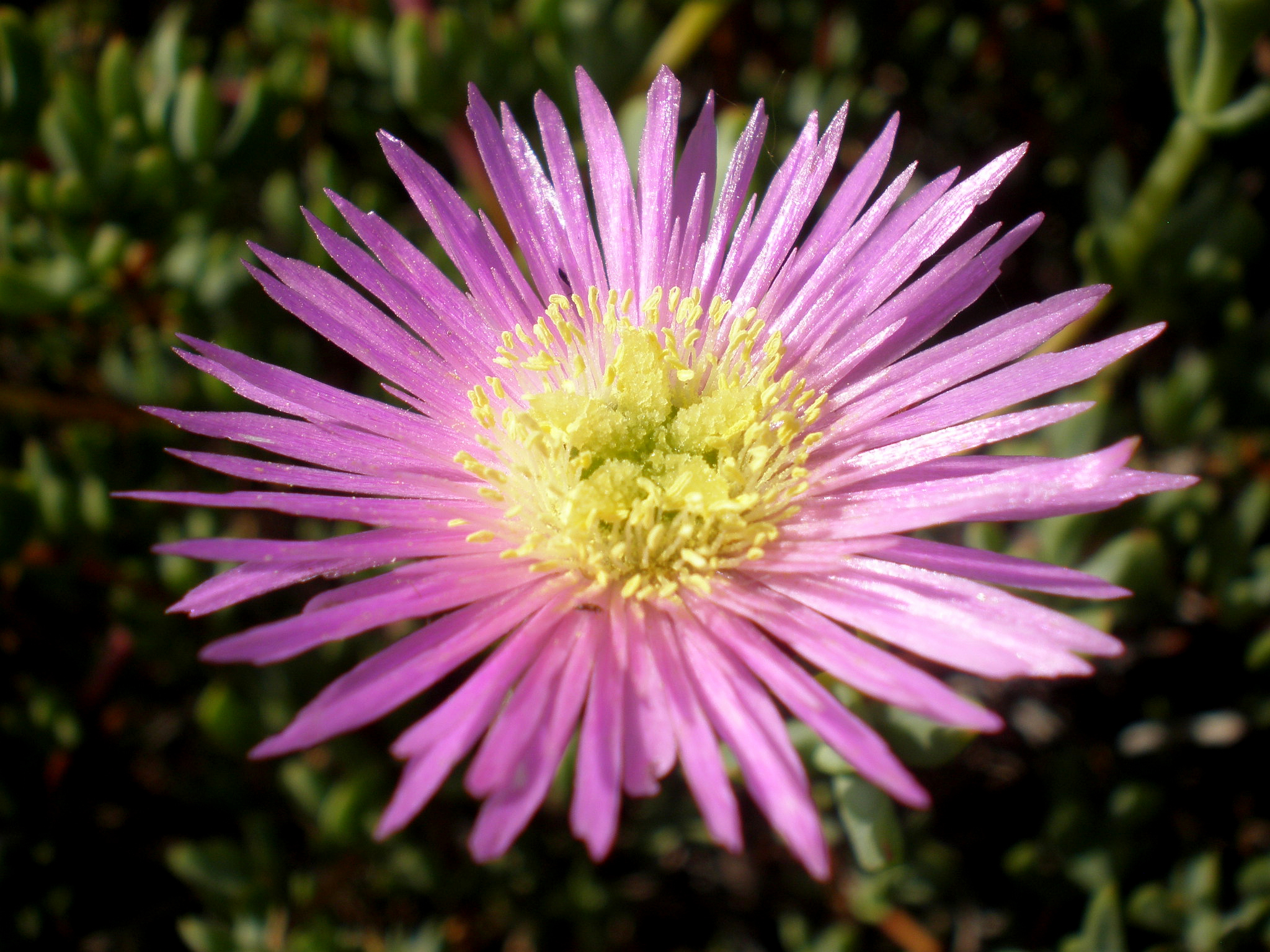 Mittagsblume - Lampranthus Hybriden | Bienenroute